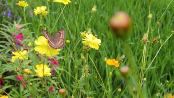 Mooie Goudbruine Vlinder Neergestreken Een Bloeiende Bloem — Stockvideo