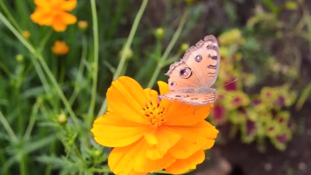 Красивая Золотисто Коричневая Бабочка Сидящая Цветущем Цветке — стоковое видео