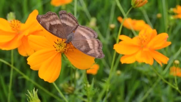Piękny Złoty Brązowy Motyl Usiadł Kwitnącym Kwiatku — Wideo stockowe