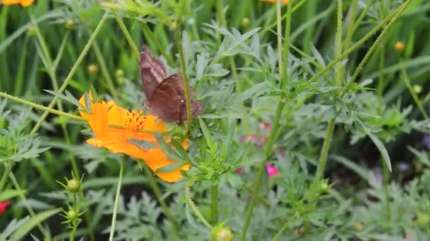 Красивая Золотисто Коричневая Бабочка Сидящая Цветущем Цветке — стоковое видео