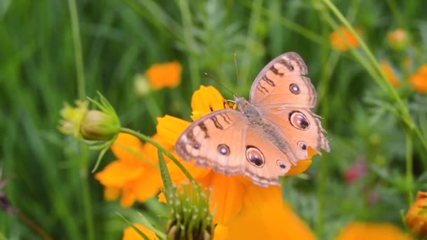 Piękny Złoty Brązowy Motyl Usiadł Kwitnącym Kwiatku — Wideo stockowe