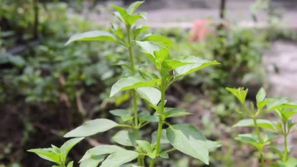 Close Basil Plant Leaves Basil Leaves Contain Many Chemical Compounds — Stock Video
