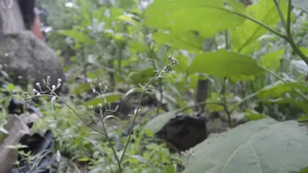 Groene Plant Het Bos — Stockvideo