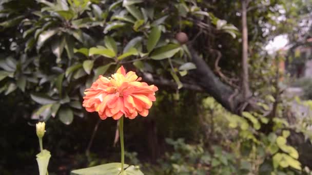 Zinnia Fleurs Fleurissent Dans Jardin — Video