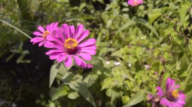 Zinnia çiçekleri bahçede açar.