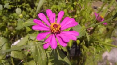 Zinnia çiçekleri bahçede açar.