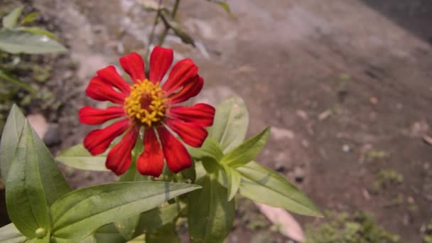 Цвіте Квіти Цинії Саду — стокове відео