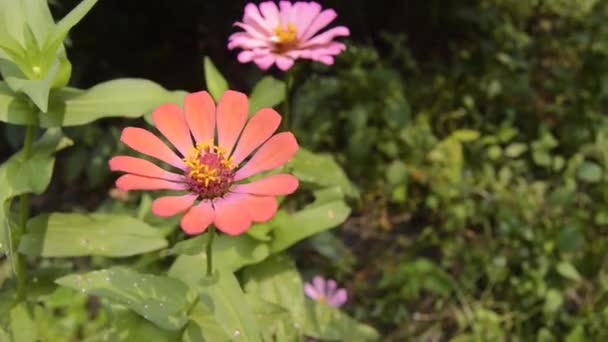 Zinnia Virágok Nyílnak Kertben — Stock videók
