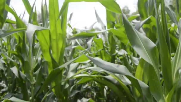 정원에 옥수수 식물의 계절에 저지대 정원에서 옥수수 — 비디오
