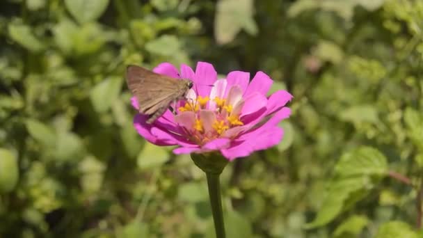 ピンクのジンニアの花が咲き 小さな蝶がその上に着陸する — ストック動画