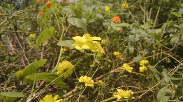 Flores Zinco Florescem Jardim — Vídeo de Stock