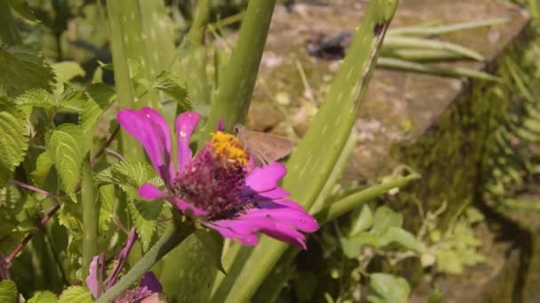 Różowy Cynnia Kwiat Kwitnie Mały Motyl Ląduje Tym — Wideo stockowe