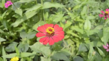 Çiçek açan zinya çiçekleri manzarası