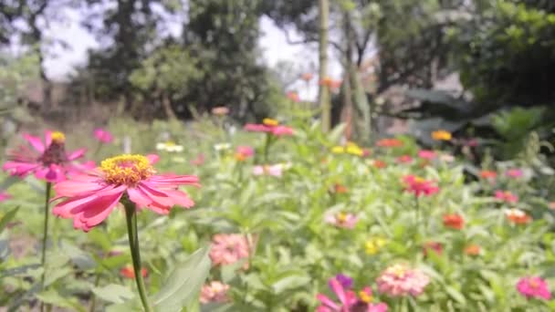 開花するジンニアの花の眺め — ストック動画