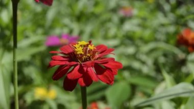 Zinya çiçeklerinin açtığı yere bak.