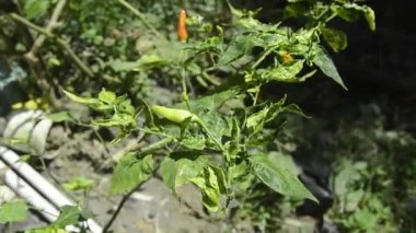 Bahçede çiçek açan ve meyve veren kırmızı biber manzarası