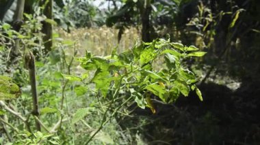 Bahçede çiçek açan ve meyve veren kırmızı biber manzarası