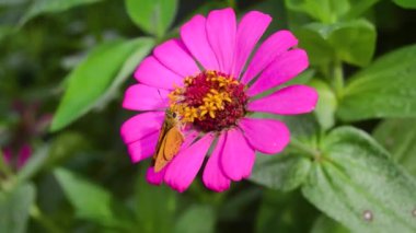Zinnia çiçeği açar ve üzerine küçük bir kelebek konar..