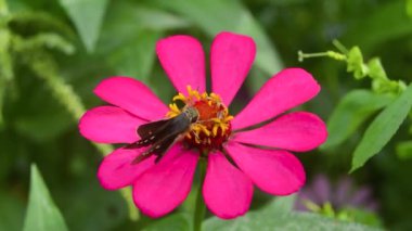 Zinnia çiçeği açar ve üzerine küçük bir kelebek konar..