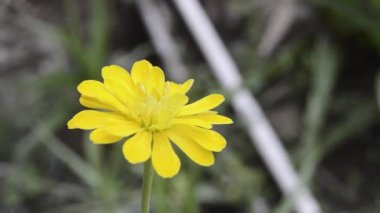 Zinya çiçeklerinin açtığı yere bak.