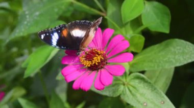 Papilio Demoleus adında bir kelebek çiçek açmış çingene çiçeğine tünemişti.