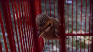 Pentet kuşu (Lanius schach) bir kafeste. Küçük yırtıcı kuş.