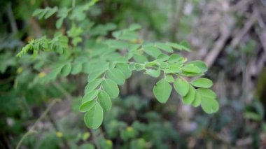 Moringa yapraklarını kapatın ve arka planda bulanıklık bırakın.