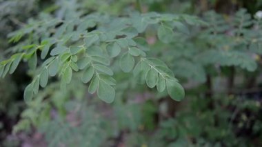 Moringa yapraklarını kapatın ve arka planda bulanıklık bırakın.