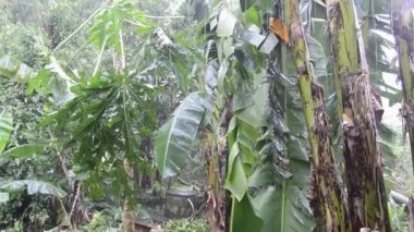 Yağmurlu koşullarda bahçe manzarası