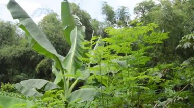 ağacın muz yaprağı