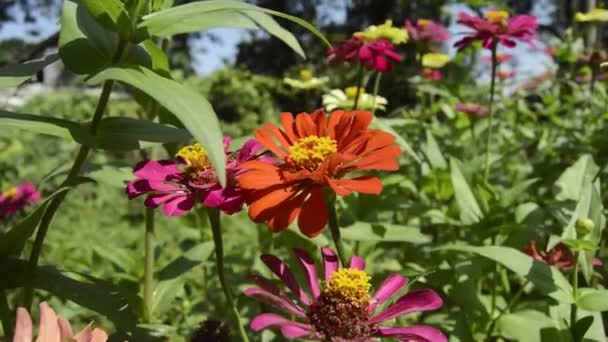 Цвітіння Цинії Саду Квітка Має Дуже Тонку Жорстку Квіткову Корону — стокове відео
