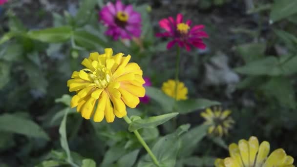Циннии Цветущие Саду Цветок Имеет Тонкую Жесткую Цветочную Корону Похожую — стоковое видео