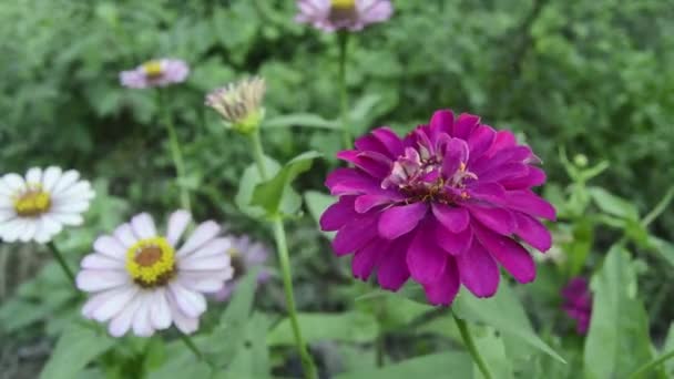 Zinnien Blühen Garten Diese Blume Hat Eine Sehr Dünne Und — Stockvideo