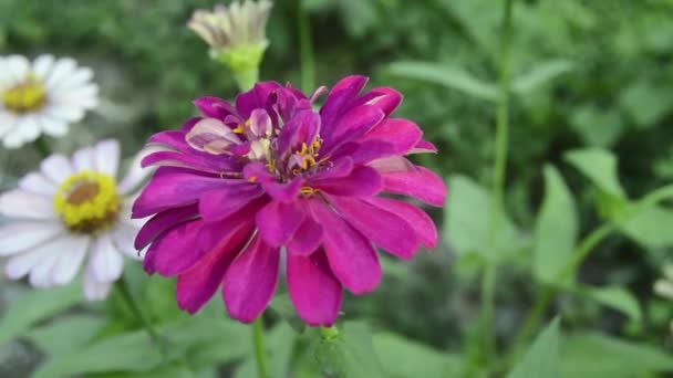Zinnias Fleurissant Dans Jardin Cette Fleur Une Couronne Florale Très — Video