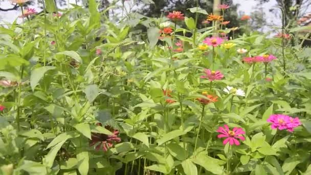Zinnias Floreciendo Jardín Esta Flor Tiene Una Corona Flores Muy — Vídeos de Stock