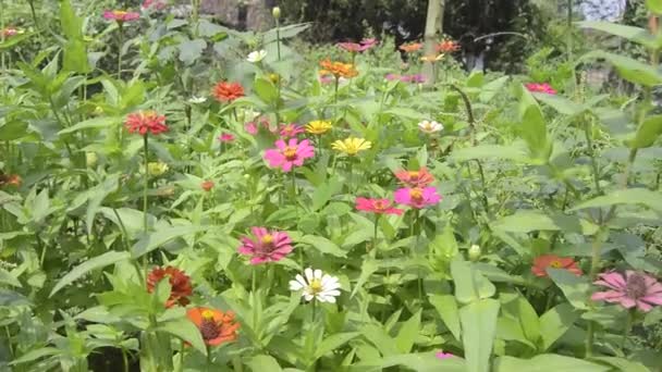 Kwitnące Cynny Ogrodzie Ten Kwiat Bardzo Cienką Sztywną Koronę Kwiatową — Wideo stockowe