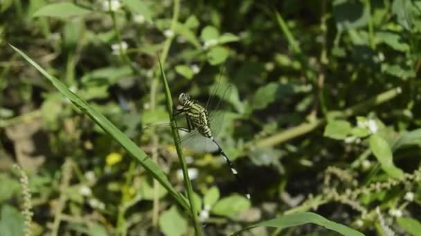 看见一只黑绿的蜻蜓栖息在绿叶上 — 图库视频影像
