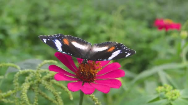 Una Mariposa Encaramada Una Flor Zinnia Rosa Floreciente — Vídeos de Stock