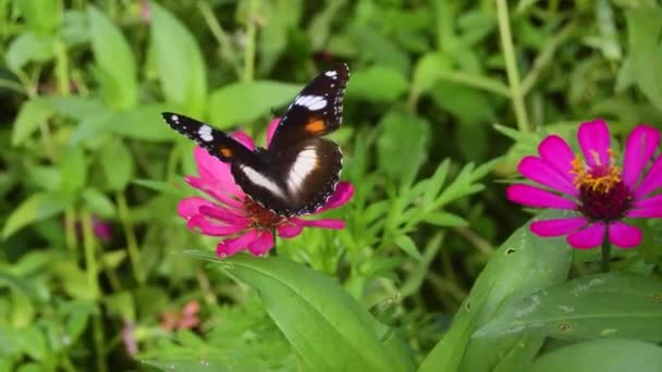 Una Farfalla Appollaiata Fiorito Fiore Zinnia Rosa — Video Stock