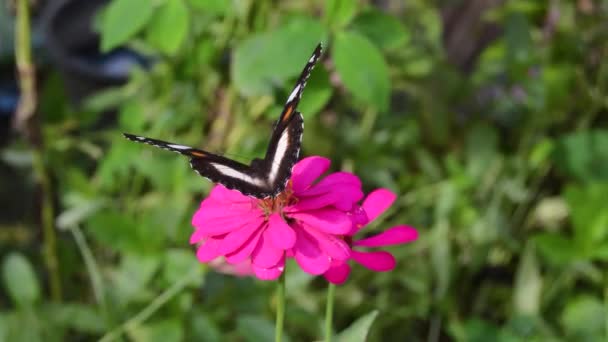 Egy Pillangó Egy Virágzó Rózsaszín Cinnia Virág — Stock videók