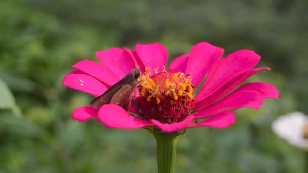 Zinnia Çiçeği Açar Üzerine Küçük Bir Kelebek Konar — Stok video
