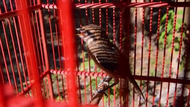 Fünflingsvogel Lanius Schach Käfig Kleiner Raubvogel — Stockvideo