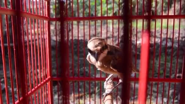Pentet Kuşu Lanius Schach Bir Kafeste Küçük Yırtıcı Kuş — Stok video