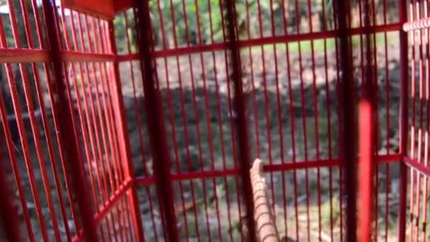 Pentet Bird Lanius Schach Cage Small Predatory Bird — Stock Video