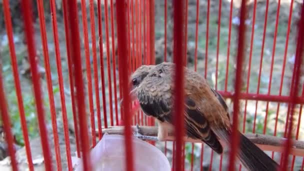 Uccello Pentet Lanius Schach Gabbia Piccolo Uccello Predatore — Video Stock