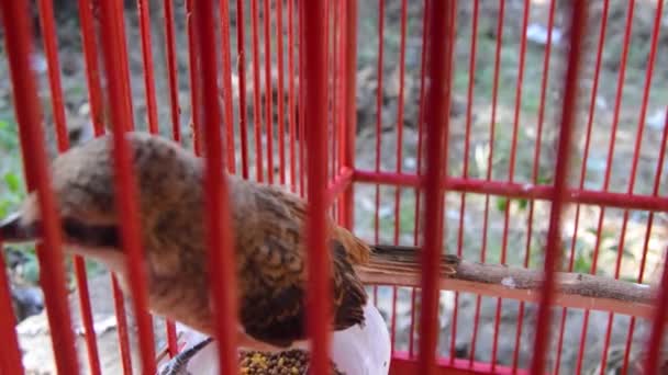 Oiseau Pentet Lanius Schach Dans Une Cage Petit Oiseau Prédateur — Video
