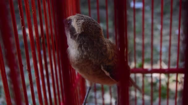 Oiseau Pentet Lanius Schach Dans Une Cage Petit Oiseau Prédateur — Video