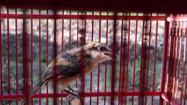 Pájaro Pentet Lanius Schach Una Jaula Ave Depredadora Pequeña — Vídeos de Stock