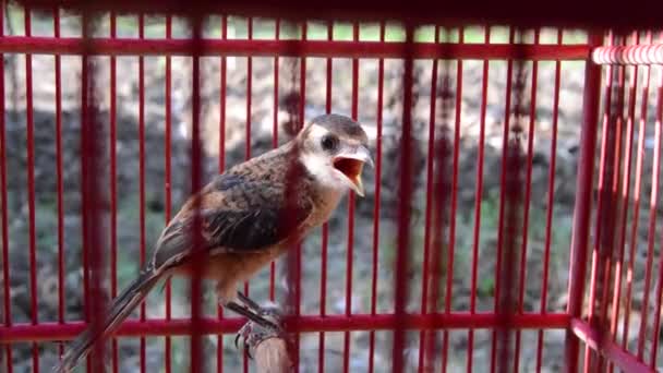 Pentet Bird Lanius Schach Cage Small Predatory Bird — Stock Video