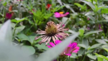 Dallarda kurumuş zinnia çiçekleri